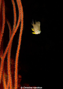 A Tiny Fish swimming in the Whip Coral by Christine Hamilton 